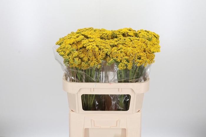 <h4>Achillea Park Variety</h4>