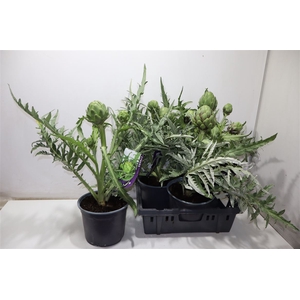 Cyna Scolymus