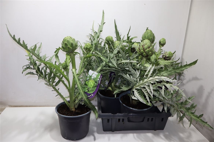<h4>Cyna Scolymus</h4>