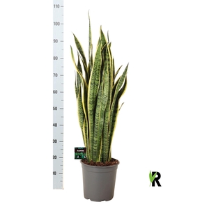 Sansevieria trifa. 'Laurentii'