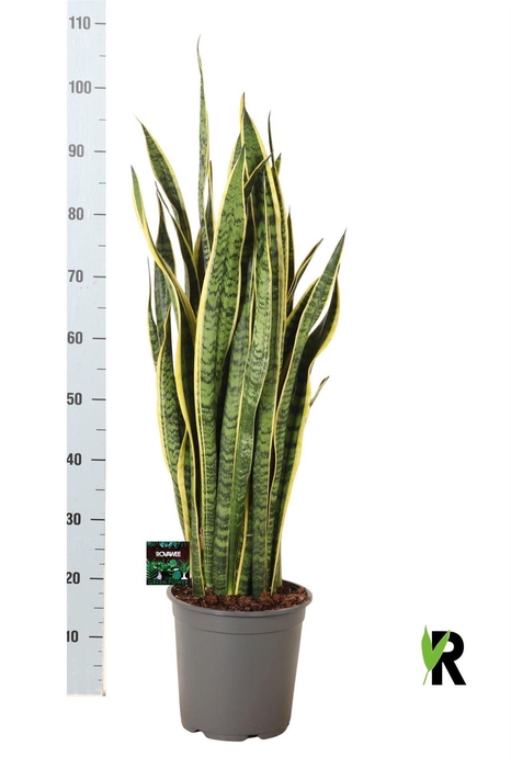 <h4>Sansevieria trifa. 'Laurentii'</h4>