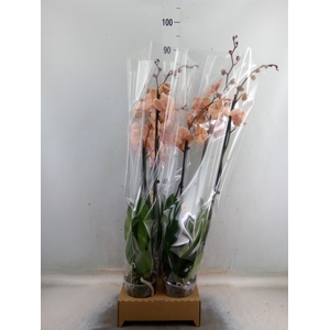 Phalaenopsis   ...orange