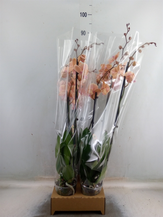 <h4>Phalaenopsis   ...orange</h4>