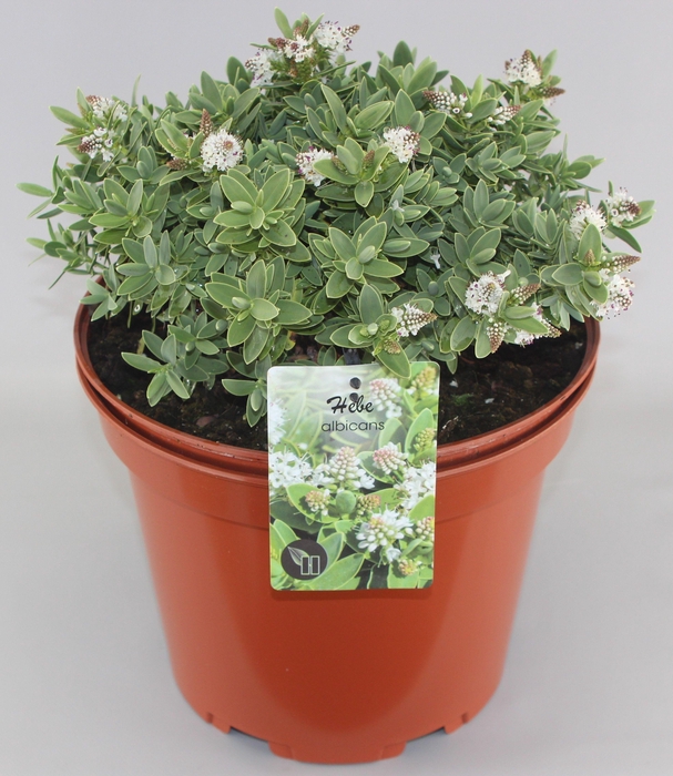 <h4>Hebe Albicans C10</h4>