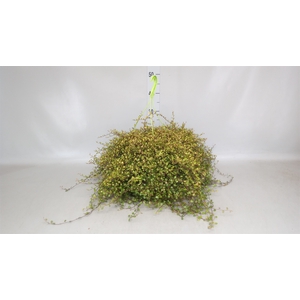 Muehlenbeckia com. 'Mao'ri'