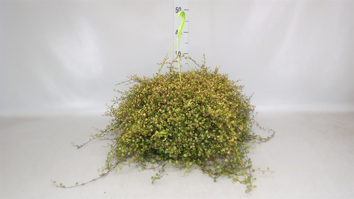 <h4>Muehlenbeckia com. 'Mao'ri'</h4>