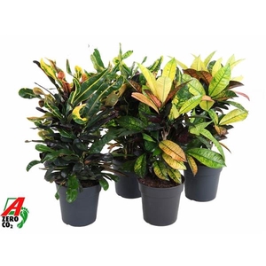 Codiaeum variegatum kleinbladig gemengd