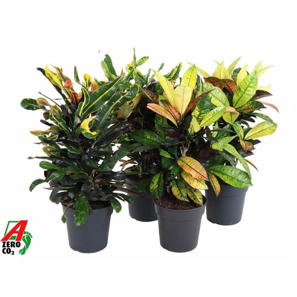 <h4>Codiaeum variegatum kleinbladig gemengd</h4>
