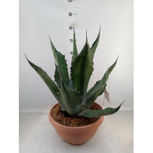 Agave   ...
