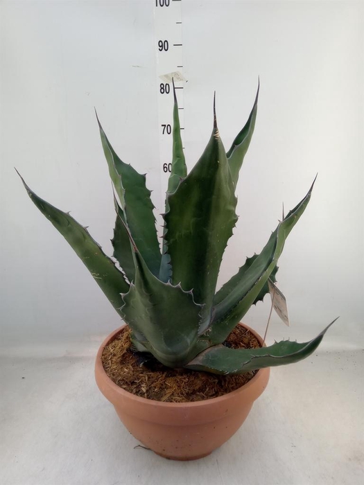 <h4>Agave ...</h4>