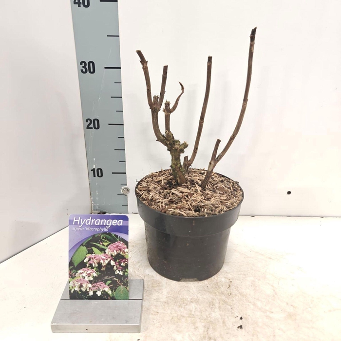 <h4>Hydrangea aspera Macrophylla</h4>