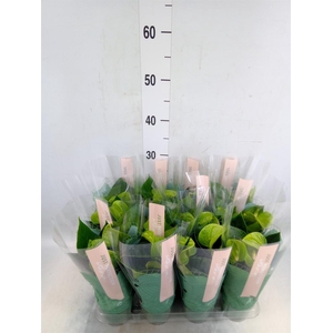 Anthurium andr. 'Smaragd'