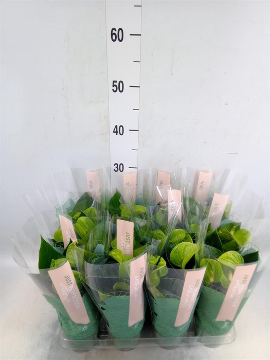 <h4>Anthurium andr. 'Smaragd'</h4>