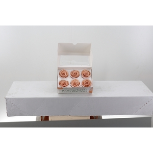 Rosa Preserved Apricot