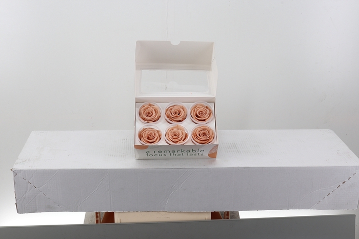 <h4>Rosa Preserved Apricot</h4>