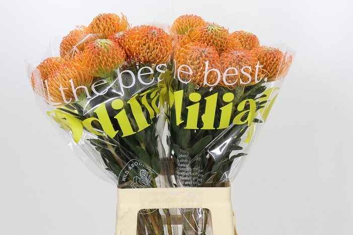 <h4>Nutans Ayoba Peach</h4>
