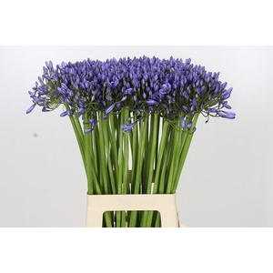 Agapanthus Suzan