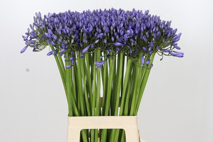 <h4>Agapanthus Suzan</h4>