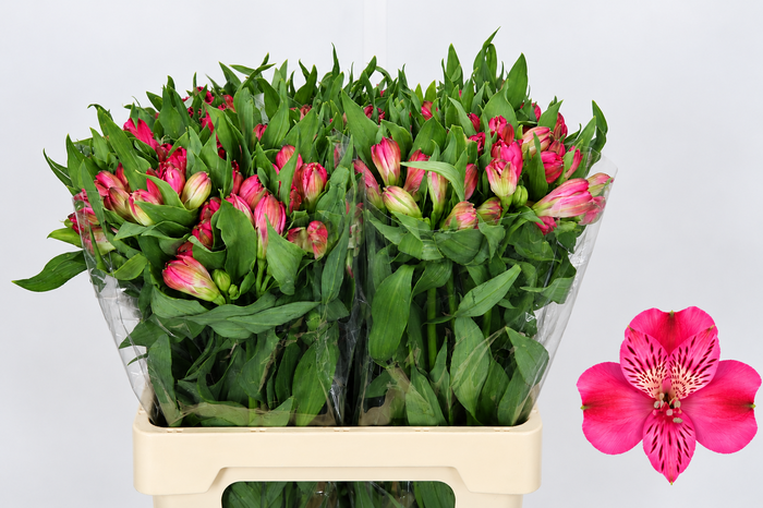 <h4>Alstroemeria Selection Hot Pink</h4>