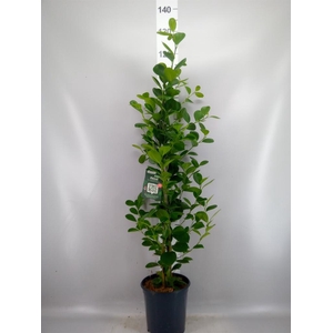 Ficus microcarpa 'Moclame'