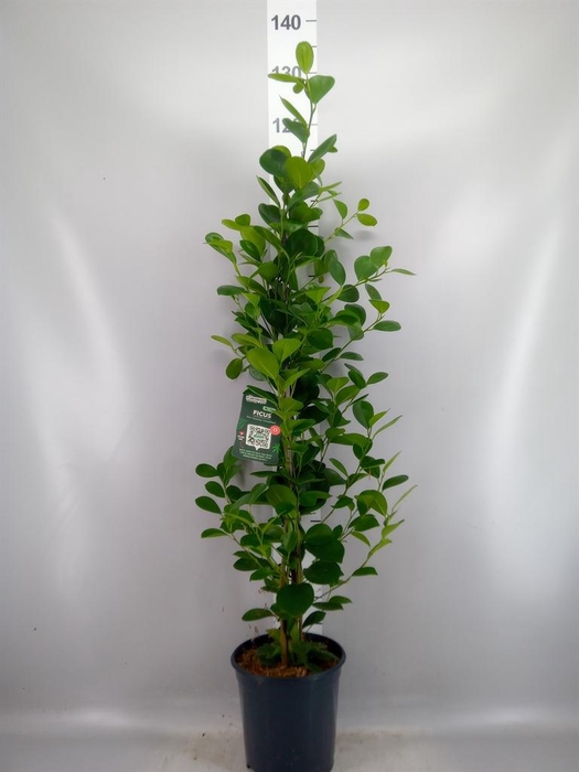 <h4>Ficus microcarpa 'Moclame'</h4>