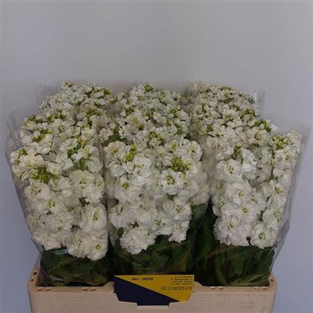 <h4>Matth Stox White</h4>