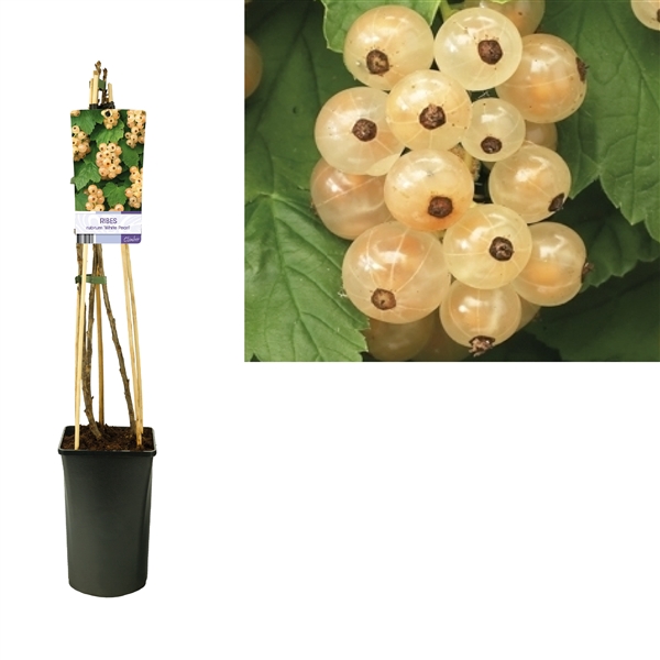 <h4>Ribes rubrum 'White Pearl' +light label</h4>