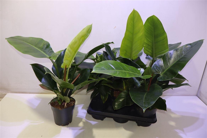 <h4>arr8 Phil Imperial Green</h4>