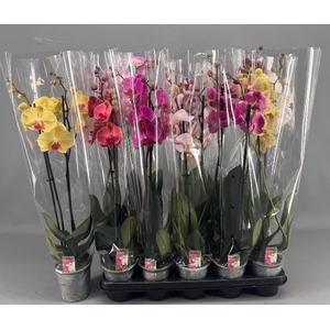 PHAL GEM 5 KL