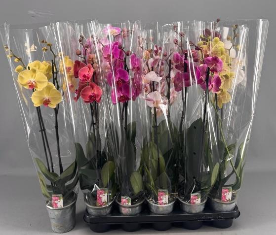 <h4>PHAL GEM 5 KL</h4>