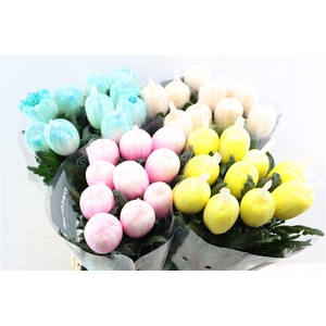 Chr G Kbh Antonov Spring Mix