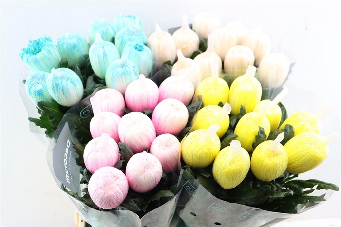 <h4>Chr G Kbh Antonov Spring Mix</h4>