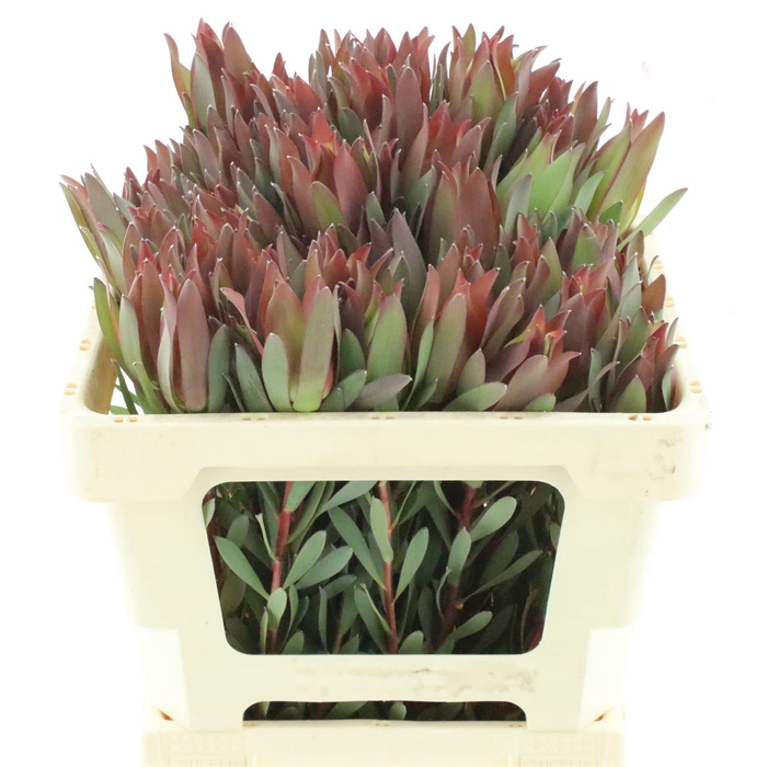 <h4>Leucad High Light</h4>