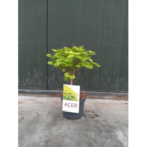 Acer Shir. Aureum