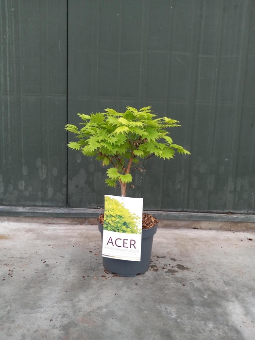 <h4>Acer Shir. Aureum</h4>