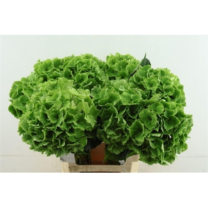 Hydr M. Cl. Emerald 60-20