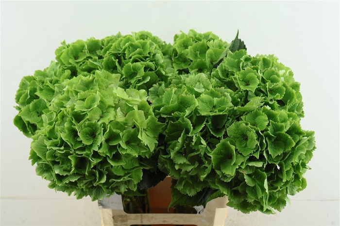 <h4>Hydr M. Cl. Emerald 60-20</h4>