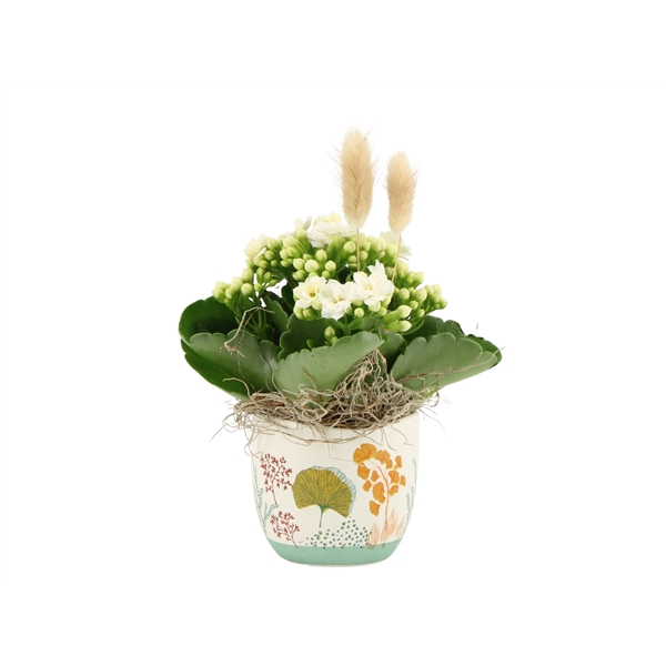<h4>Arrangementen kamerplanten 6%</h4>
