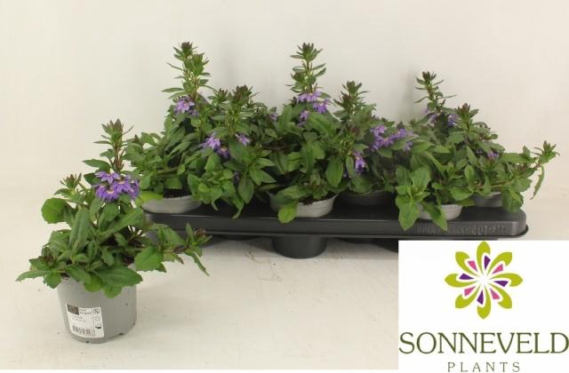 <h4>SCAEV A BLUE FAN</h4>