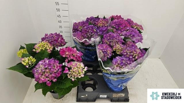 <h4>Hydr M Cote Dazur</h4>