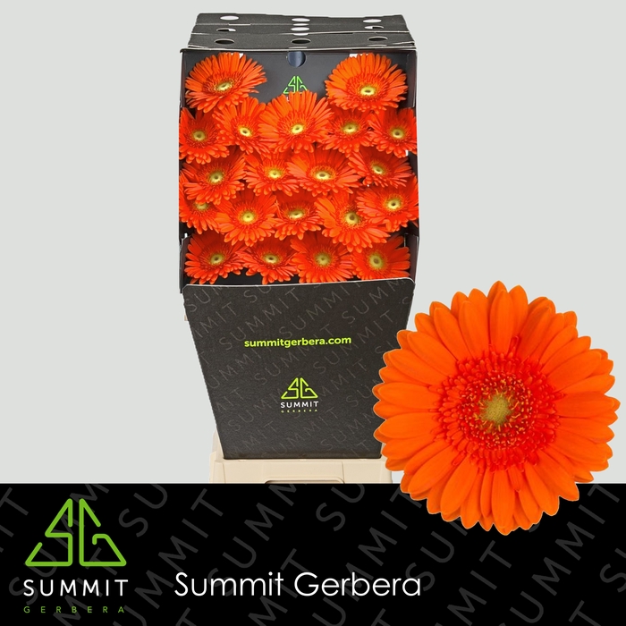<h4>Germini Henry Diamond per kaart</h4>