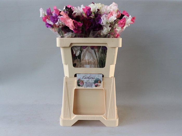 <h4>Lathyrus Mix bos</h4>