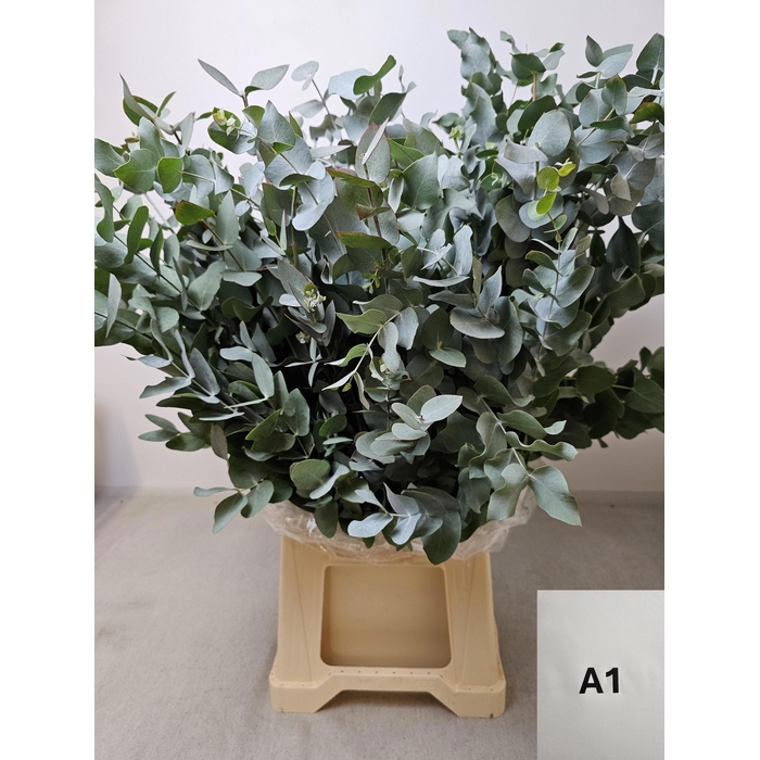 <h4>EUC CINEREA PB</h4>
