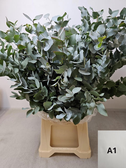 EUC CINEREA PB