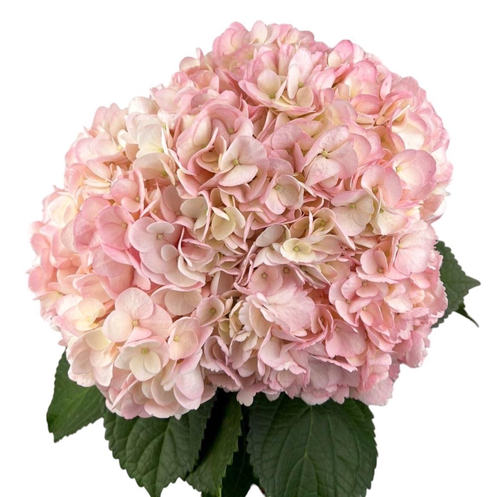 <h4>Hyd . Bridal Pink Air. Box Ex</h4>