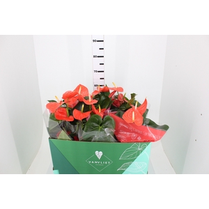 ANTHURIUM VARIADO P17