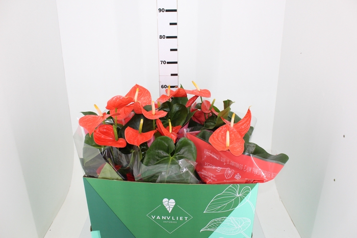 ANTHURIUM VARIADO P17