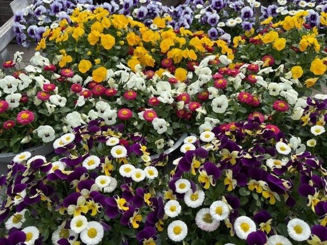 <h4>arr8 Vio Co Mixk In Zinken Schaal</h4>