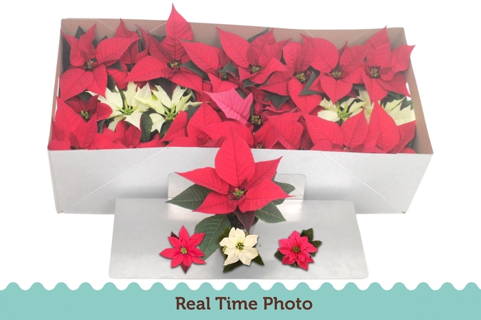 <h4>EUPHOR P GEM</h4>