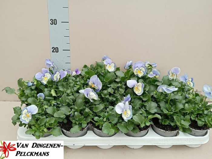 <h4>VIO WI DEL MARINA</h4>